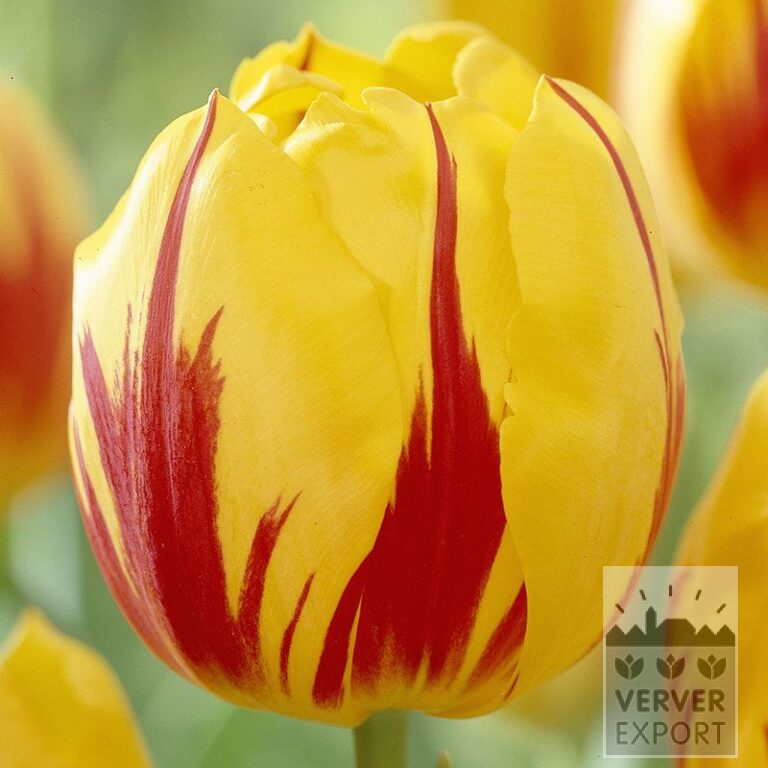 Tulpen 'Striped Bellona' (12521)