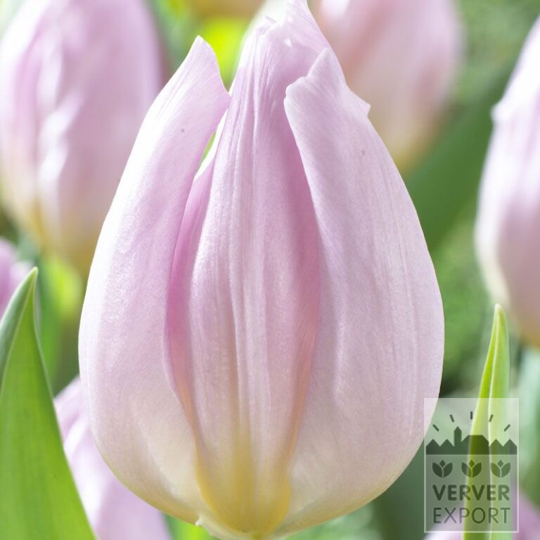 Tulpen 'Candy Prince' (12522)