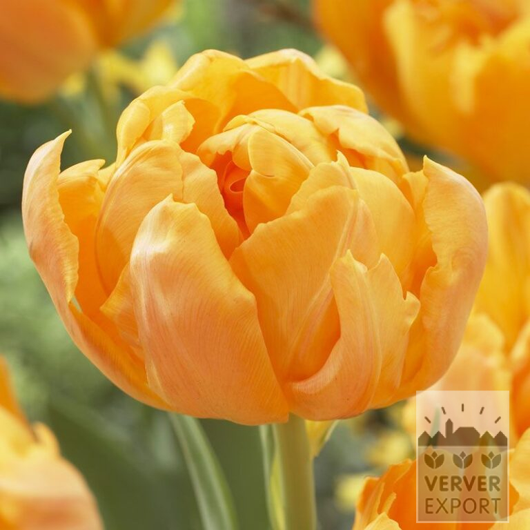Tulpen 'Monte Orange' (12523)