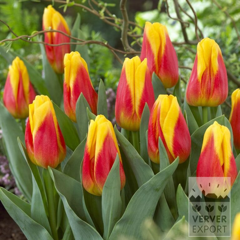 Tulpen 'Ice Lolly' (12525)