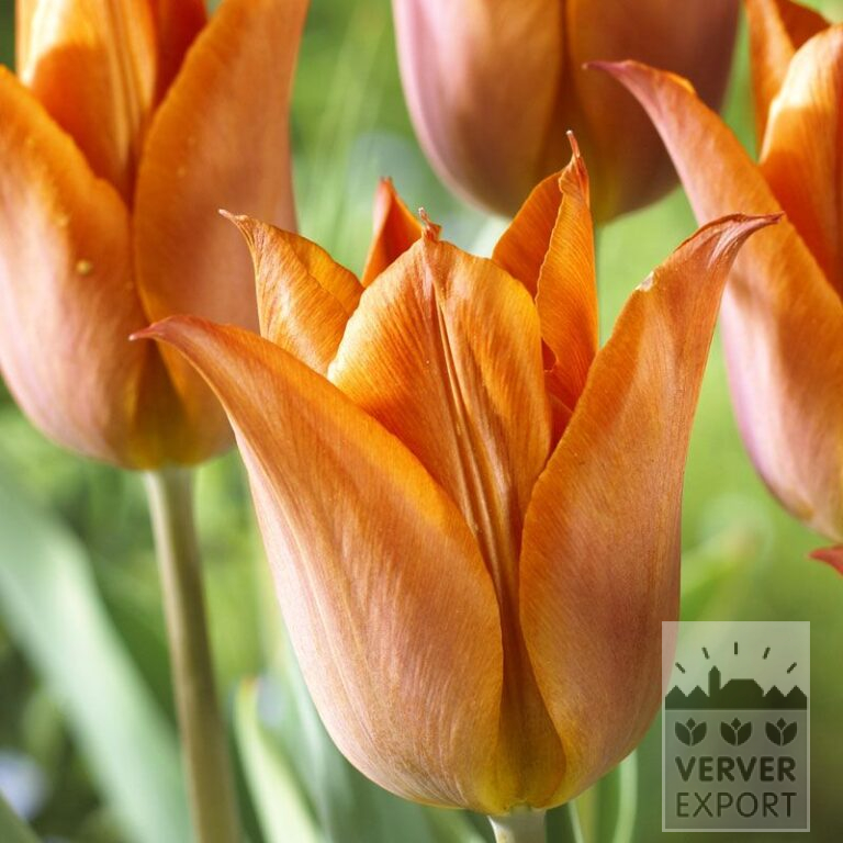 Tulpen 'Request' (12531)