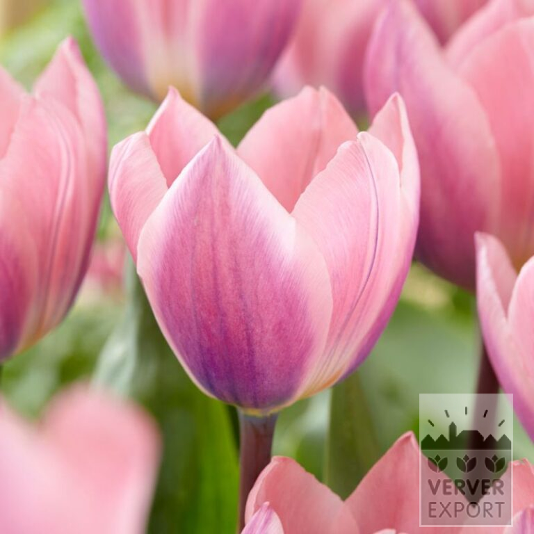 Tulpen 'Light and Dreamy' (12533)