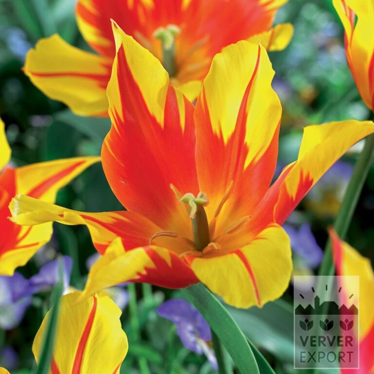 Tulpen 'Firework' (12534)