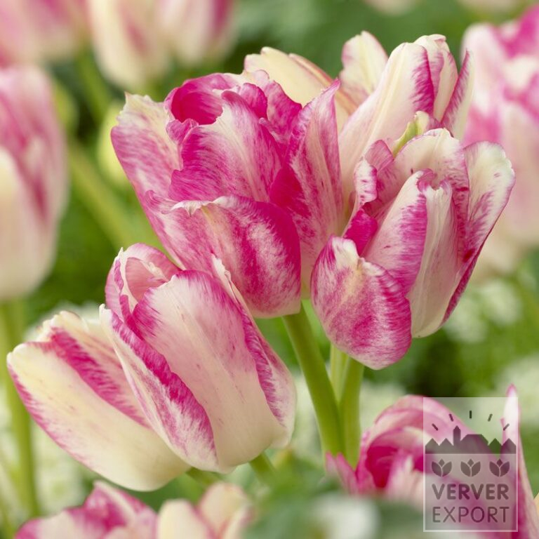 Tulpen 'Dream Club' (12535)