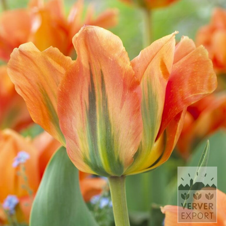 Tulpen 'Disneyland Paris' © (12536)