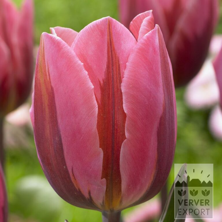 Tulpen 'Pretty Princess' (12540)