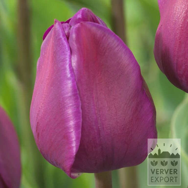 Tulpen 'Negrita' (12541)
