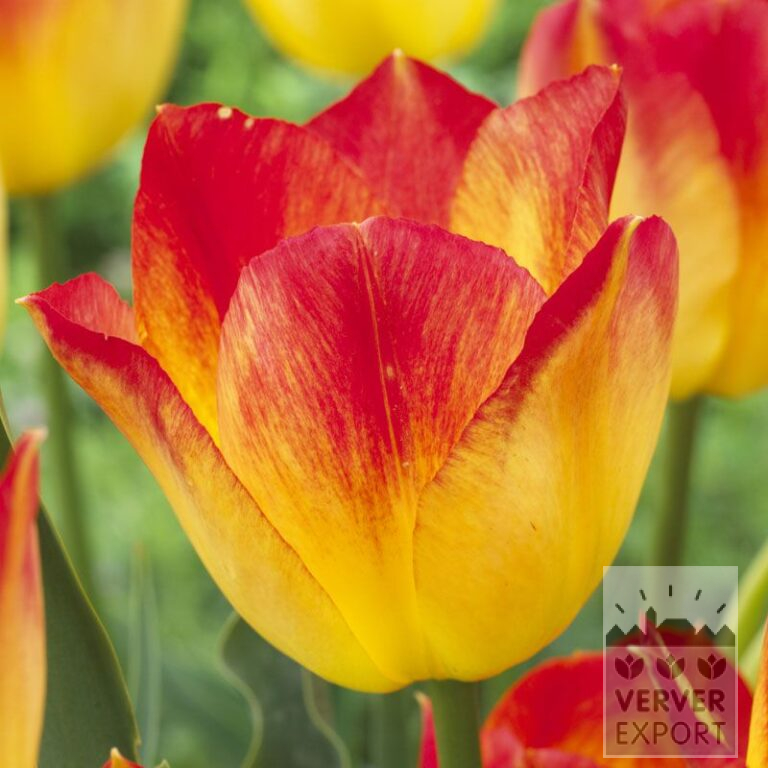 Tulpen 'Suncatcher' (12542)