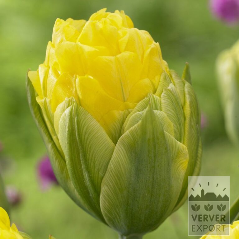 Tulpen 'Pop Up Yellow' (12545)