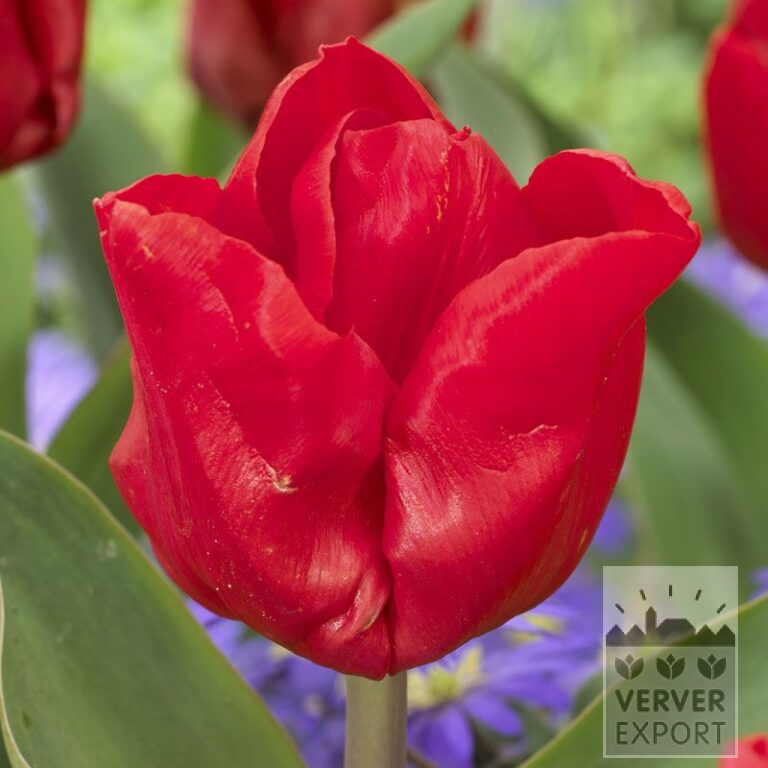 Tulpen 'Escape' (12551)