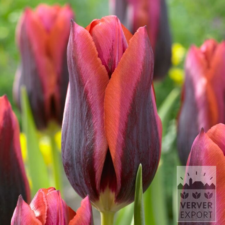 Tulpen 'Slawa' (12553)