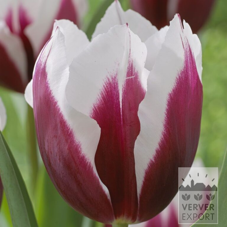 Tulpen 'Spitsbergen' (12554)