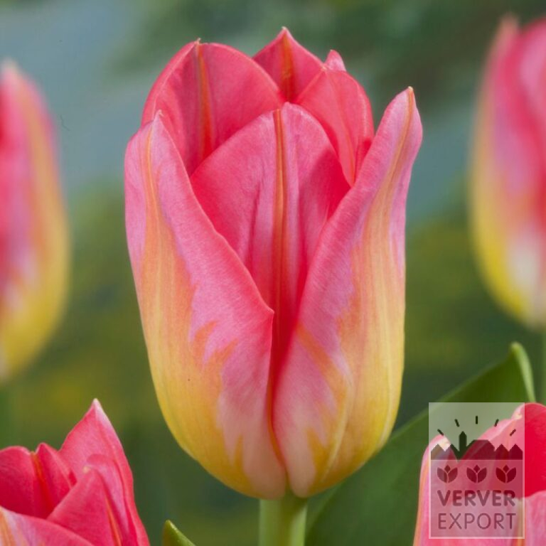Tulpen 'Tom Pouce Dynasty' (12555)