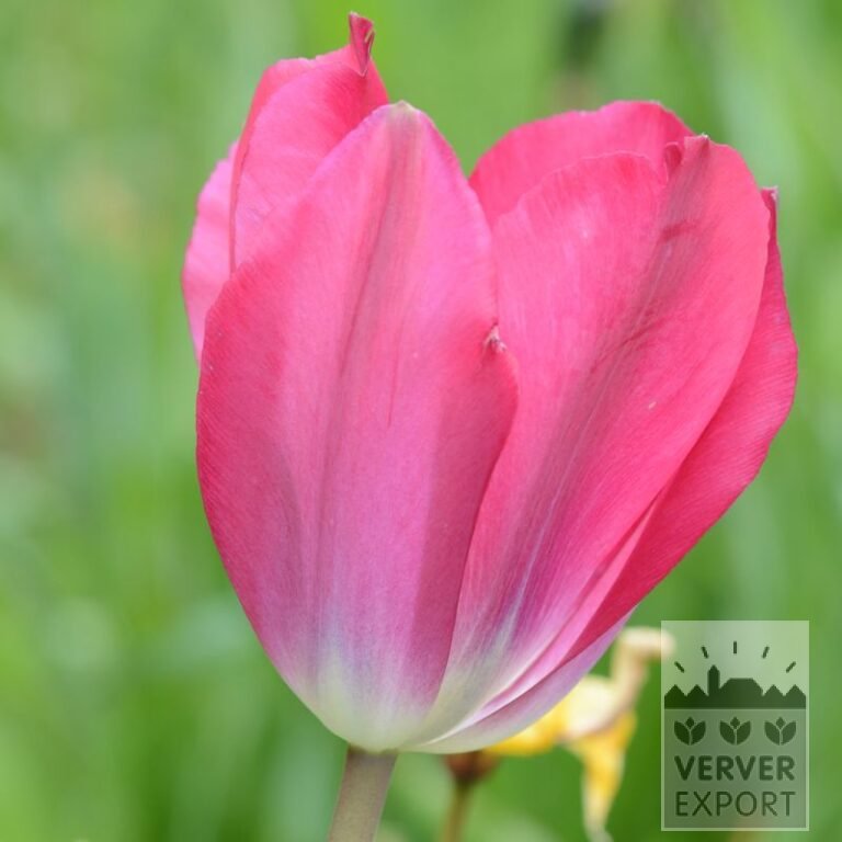 Tulpen 'Wind Sensation' (12559)