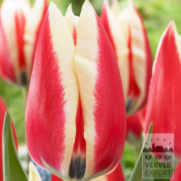 Tulpen 'Spring Surprise' (12564)