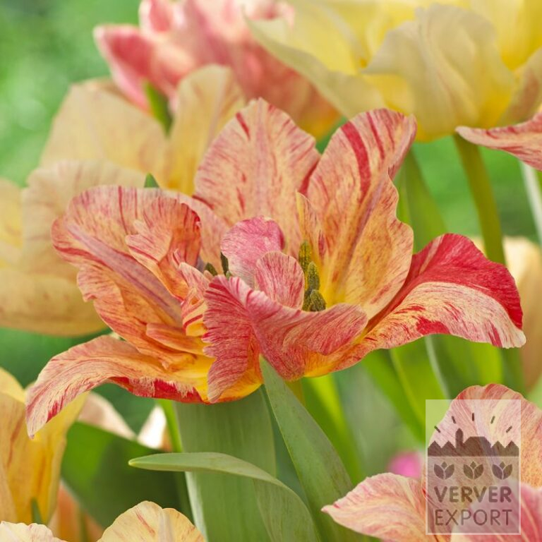 Tulpen 'Mondeo Dream' (12565)