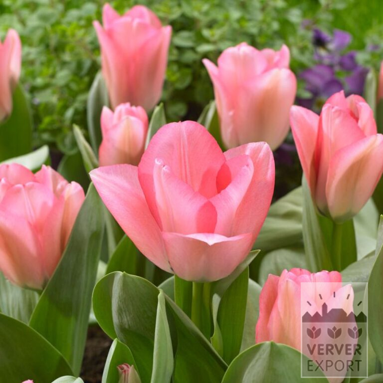 Tulpen 'Sweet Sixteen' (12569)