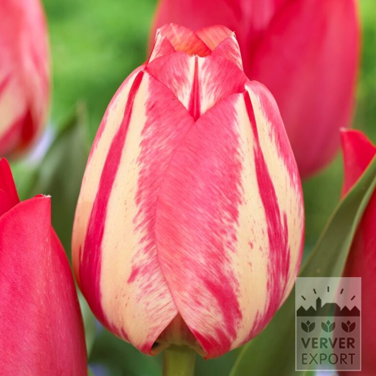 Tulpen 'Spryng Break' (12572)