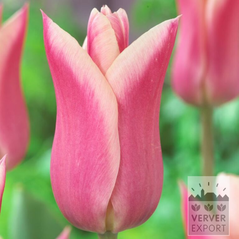 Tulpen 'Sanne' (12573)