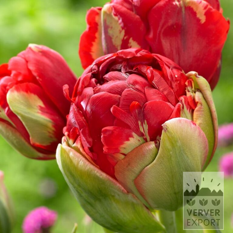 Tulpen 'Pop Up Red' (12574)