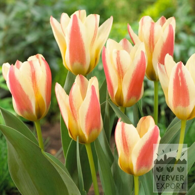 Tulpen 'Tarafa' (12579)