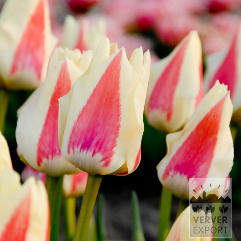 Tulpen 'Diablo' (12581)