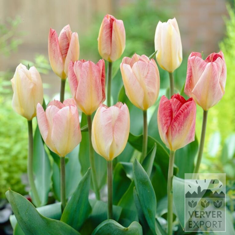 Tulpen 'Flaming Purissima' (12582)