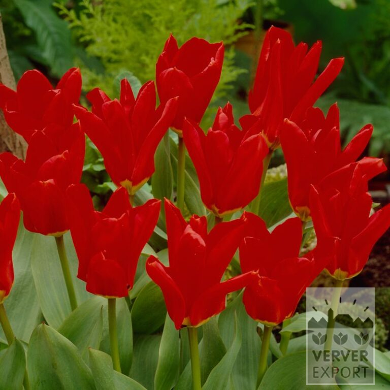 Tulpen 'Madame Lefeber' (12583)