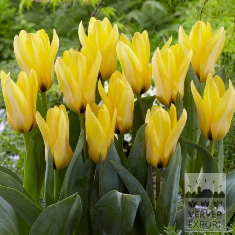 Tulpen 'Partitura' (12584)