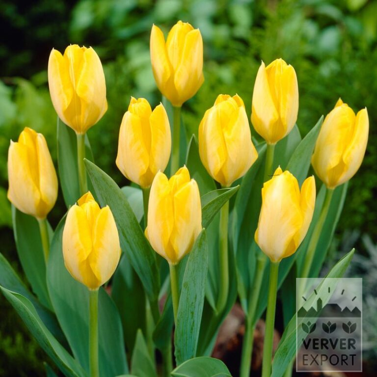 Tulpen 'Yellow Purissima' (12585)