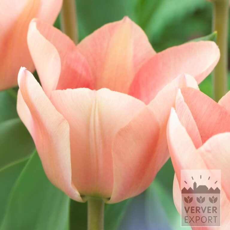 Tulpen 'Apricona' (12586)