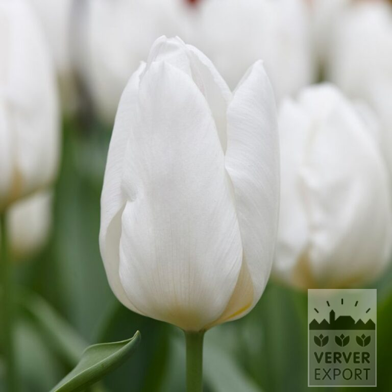 Tulpen 'White Prince' (12587)