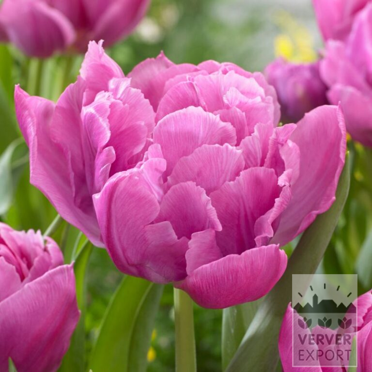 Tulpen 'Double Price' (12588)