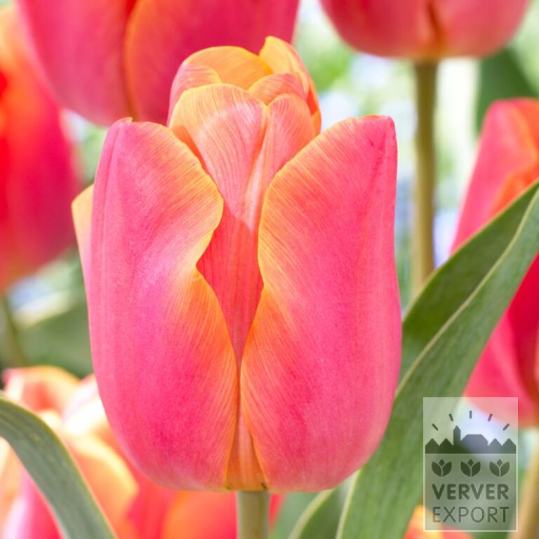 Tulpen 'Jimmy' (12593)