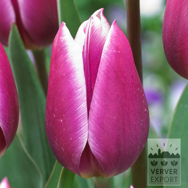 Tulpen 'Synaeda Blue' (12595)