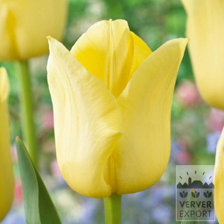 Tulpen 'World Friendship' (12596)