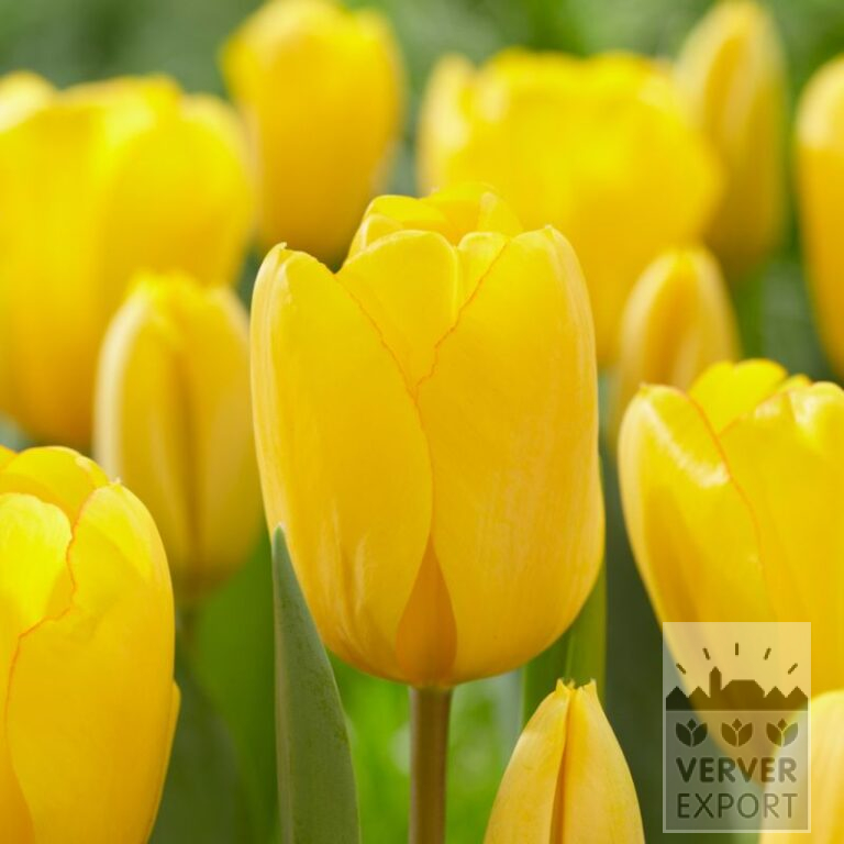 Tulpen 'Golden Oxford' (12597)