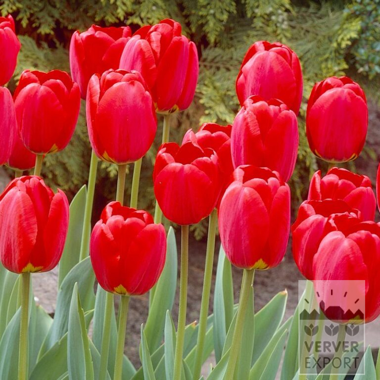 Tulpen 'Oxford' (12599)