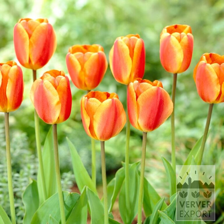 Tulpen 'Oxford's Elite' (12600)