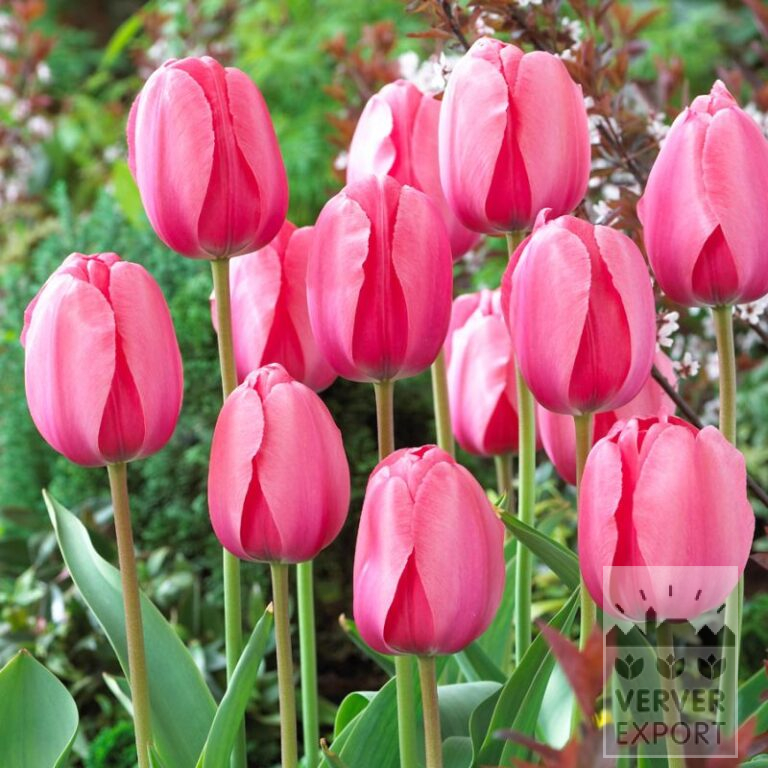 Biologische bollen bio T: 'Pink Impression' (12619)