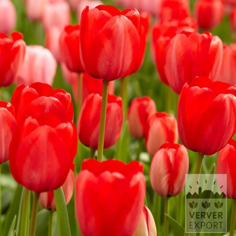 Biologische bollen bio T: 'Red Impression' (12624)