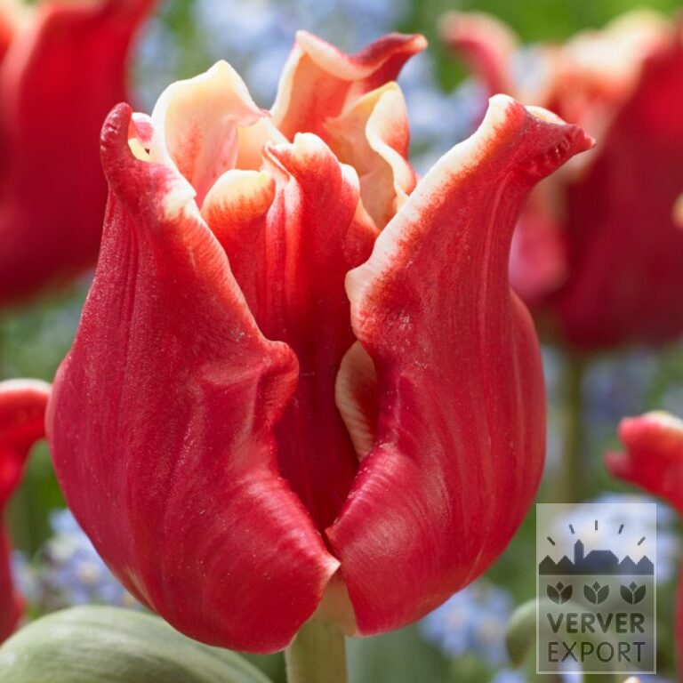 Tulpen 'Elegant Crown' (12701)