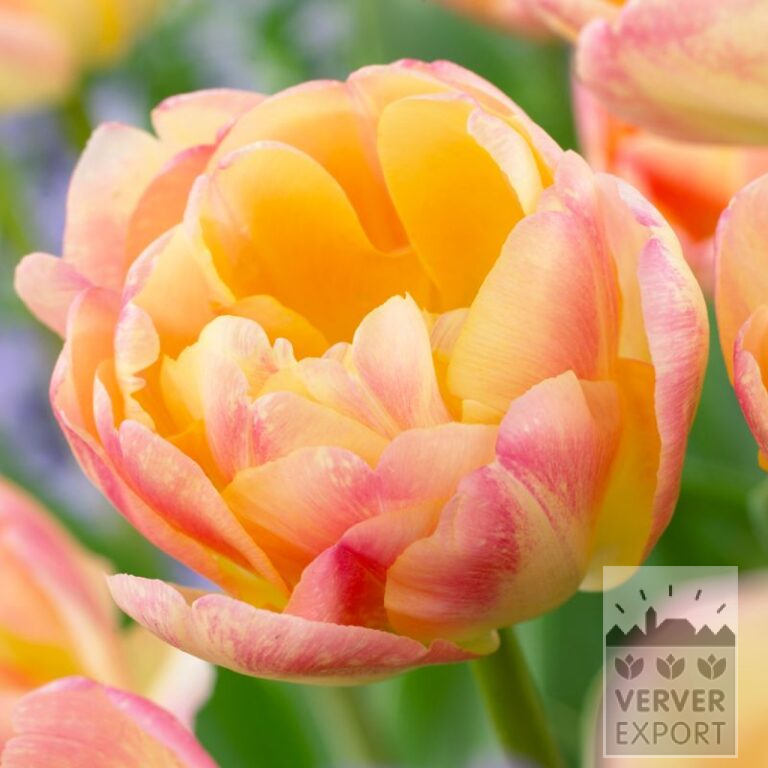 Tulpen 'Creme Upstar' (12707)
