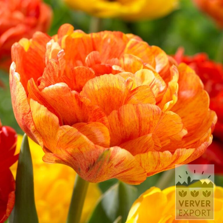 Tulpen 'Double Beauty of Apeldoorn' (12708)