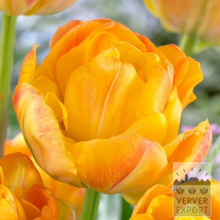 Tulpen 'Granny Award' (12709)