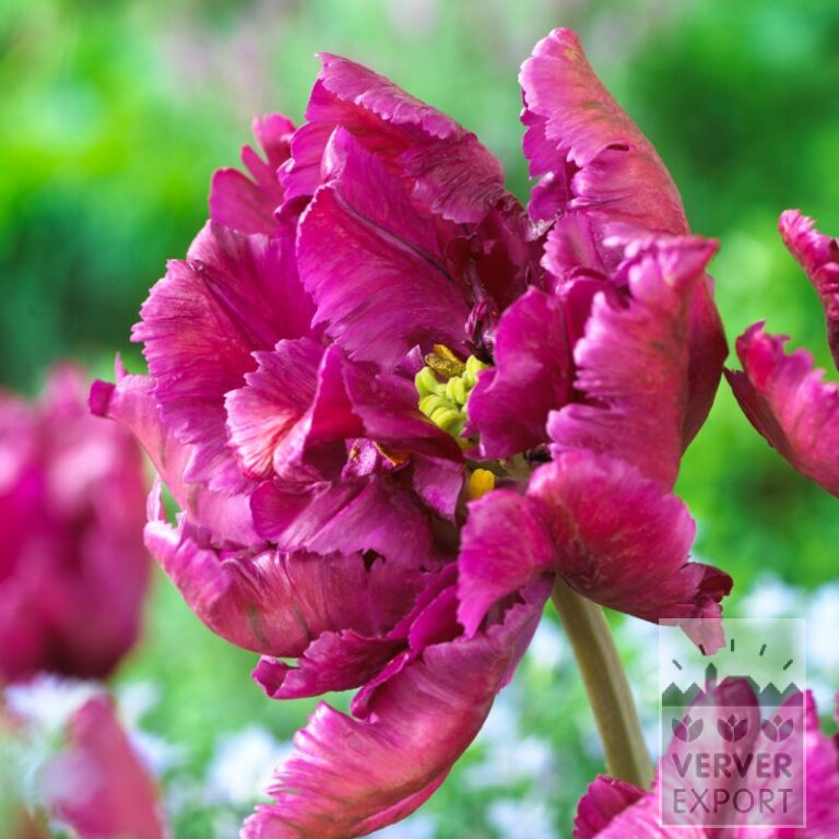 Tulpen 'Negrita Parrot' (12710)