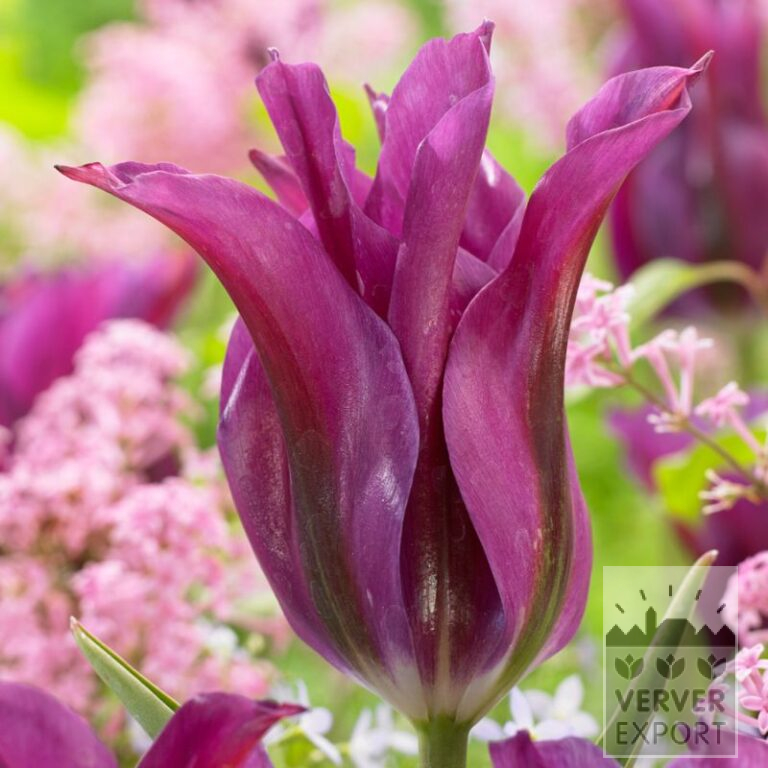 Tulpen 'Purple Doll' (12712)