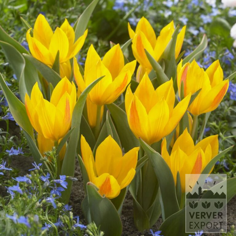 Tulpen heweri (12713)