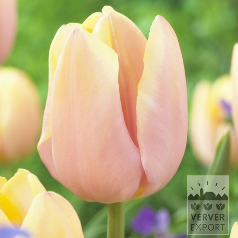 Tulpen 'Mango Charm' (12714)