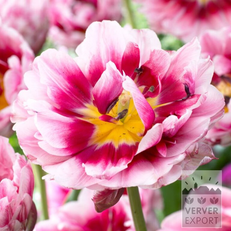 Tulpen 'Dazzling Desire' (12715)